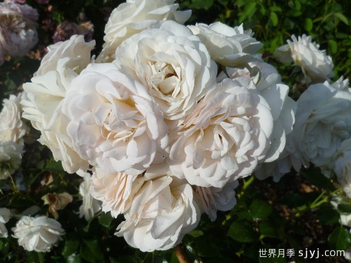 天狼星月季/马丁路德玫瑰Sirius(图2)