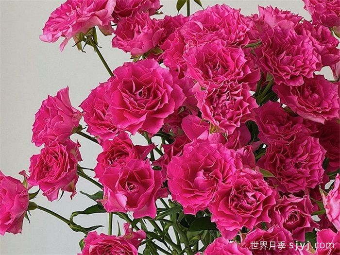 天使罗拉月季/天使萝拉Angel Lora(图2)