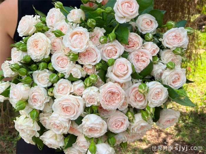 天使皮肤月季Angle Skin(图2)