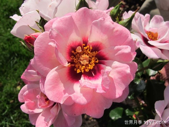 天使之眼月季/明亮眼睛/甜蜜嘴唇Angel Eyes(图1)