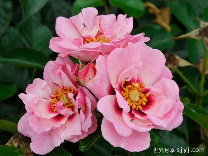 天使之眼月季/明亮眼睛/甜蜜嘴唇Angel Eyes(图3)