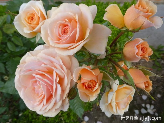 甜蜜月季/甜蜜蜜月季Sweet Honey(图2)