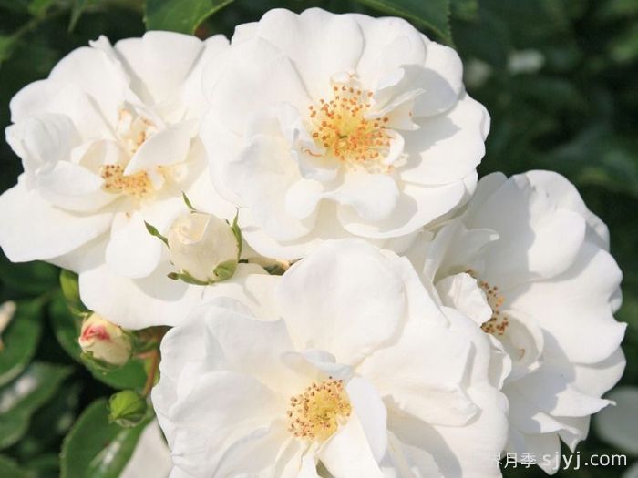 天真无暇月季/恩纳辛西亚/纯真/科丝塔娜Innocencia(图2)