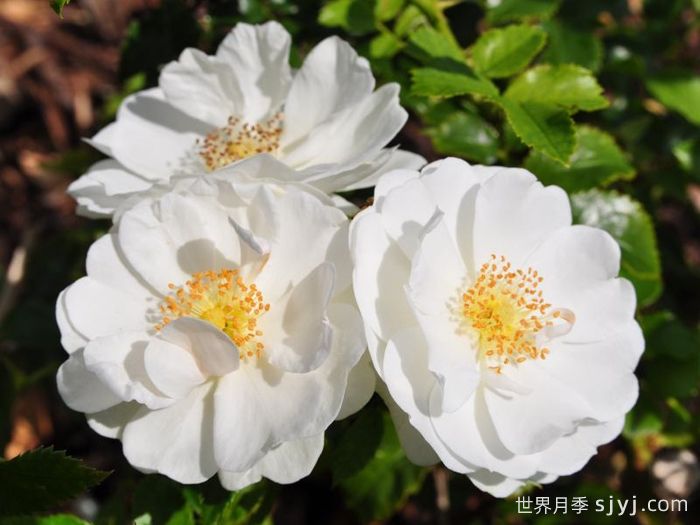 天真无暇月季/恩纳辛西亚/纯真/科丝塔娜Innocencia(图3)