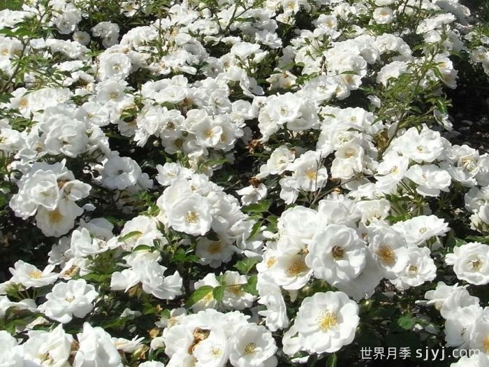 天真无暇月季/恩纳辛西亚/纯真/科丝塔娜Innocencia(图5)