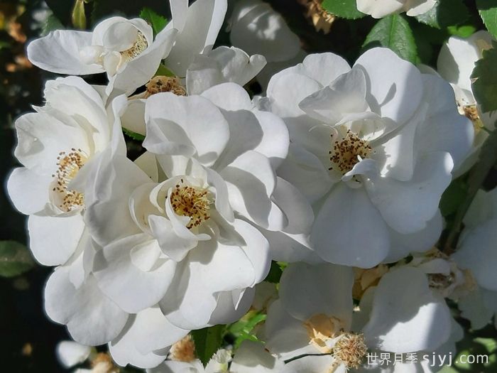 天真无暇月季/恩纳辛西亚/纯真/科丝塔娜Innocencia(图6)