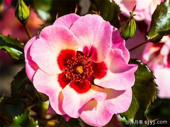 甜蜜巴比伦眼睛月季Sweet Babylon Eyes(图1)