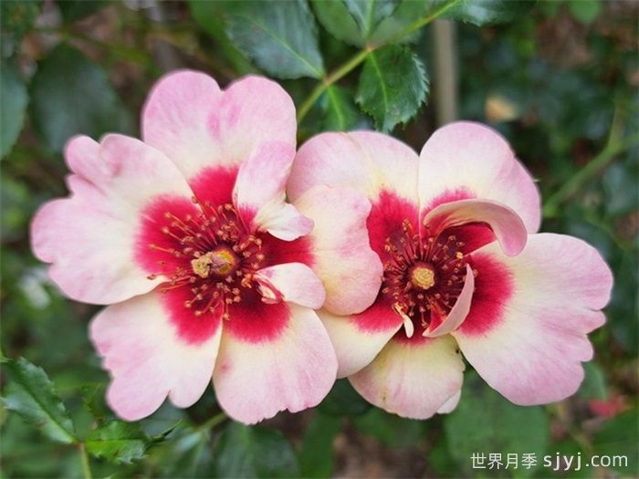 甜蜜巴比伦眼睛月季Sweet Babylon Eyes(图2)