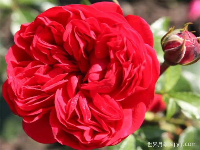 甜蜜咖啡屋月季/罗森海姆Out of Rosenheim(图1)