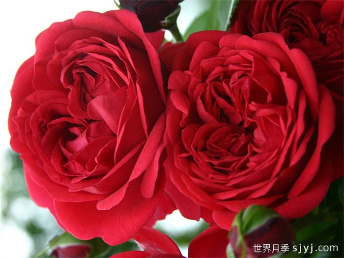 甜蜜咖啡屋月季/罗森海姆Out of Rosenheim(图2)