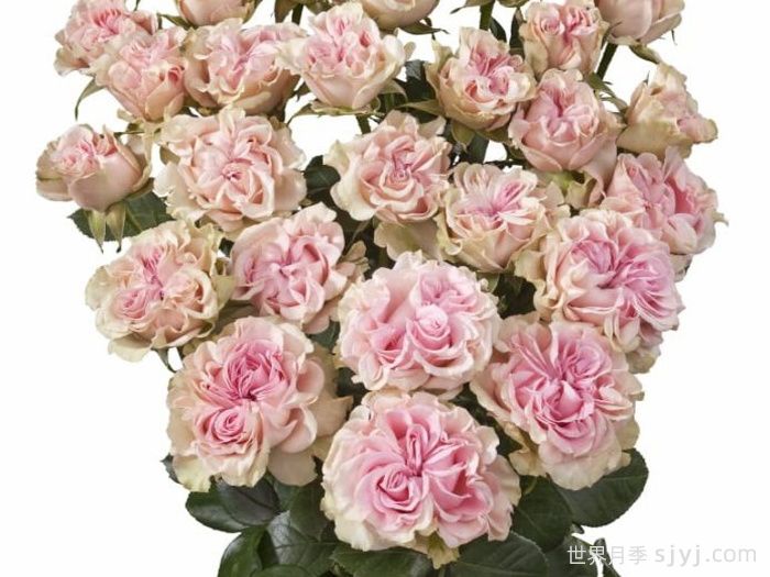 甜蜜流月季/糖果花/甜蜜派/甜流Sweet Flow(图2)