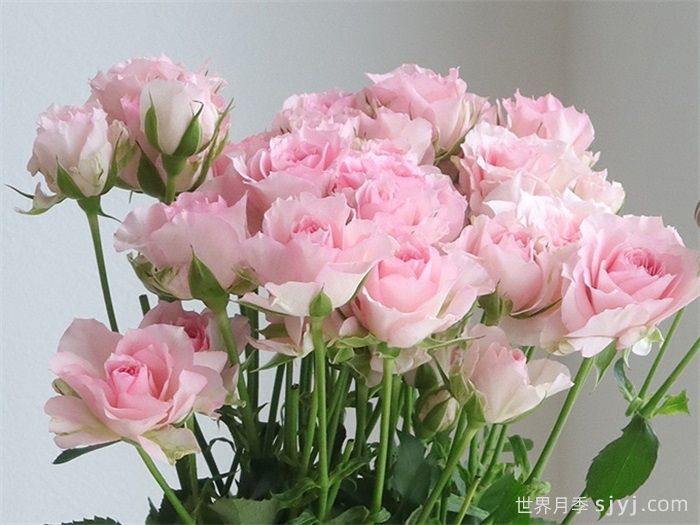 甜蜜罗拉月季/甜蜜萝拉Sweet Rora(图2)