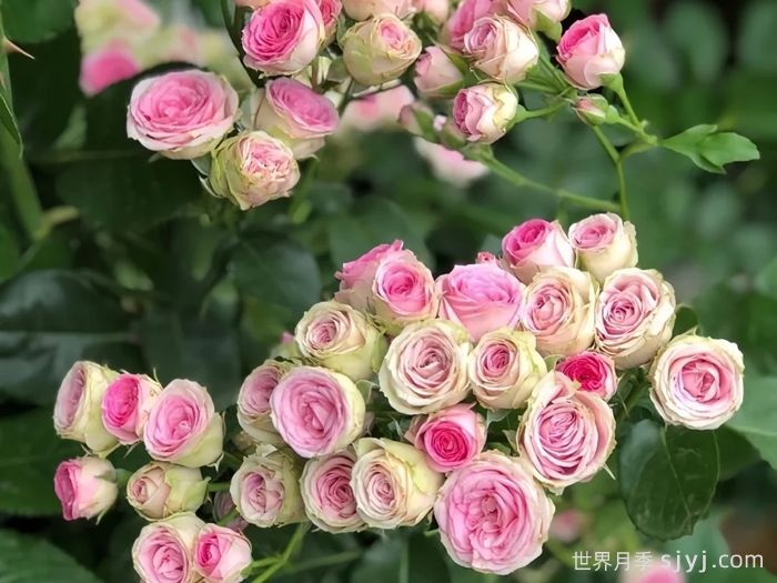 小伊甸园月季/迷你伊甸园/灌小伊Mimi Eden(图2)