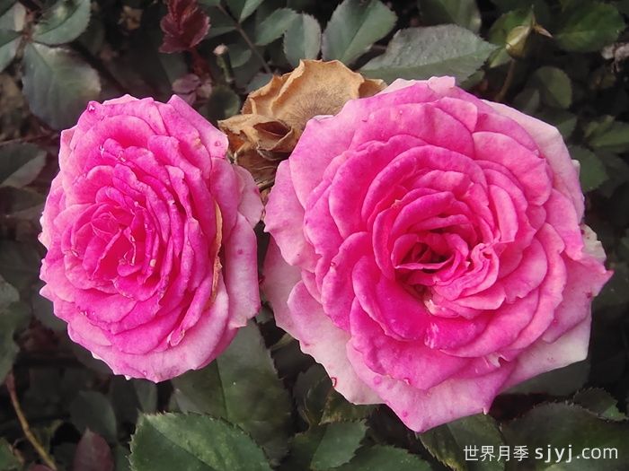 小伊甸园月季/迷你伊甸园/灌小伊Mimi Eden(图5)