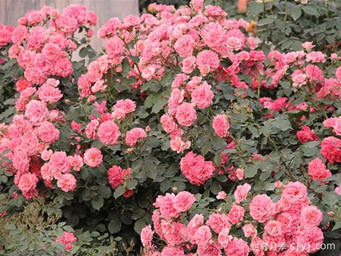 新东方月季New Oriental(图1)