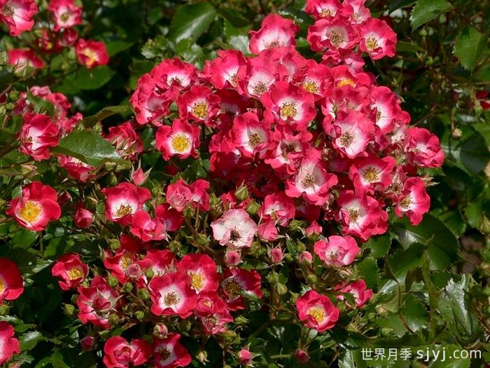 小钻石月季Diamantino(图1) 小钻石月季Diamantino(图1)