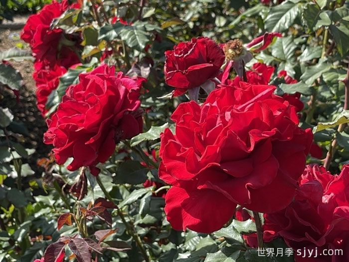 心情月季In the Mood(图2)