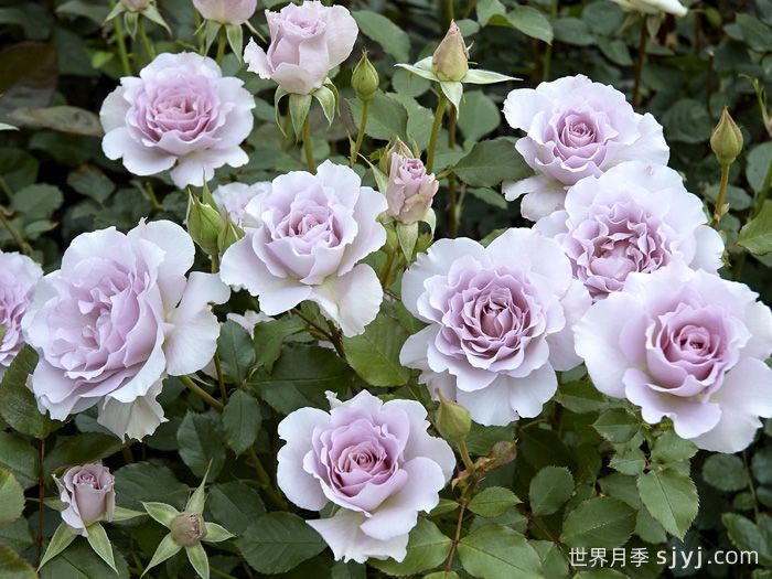 新浪潮月季New Wave(图2)