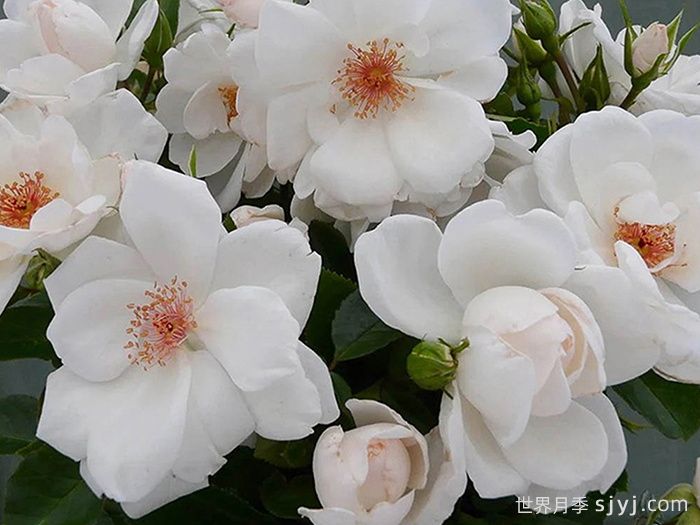 星光交响曲月季Starlight Symphony(图2)