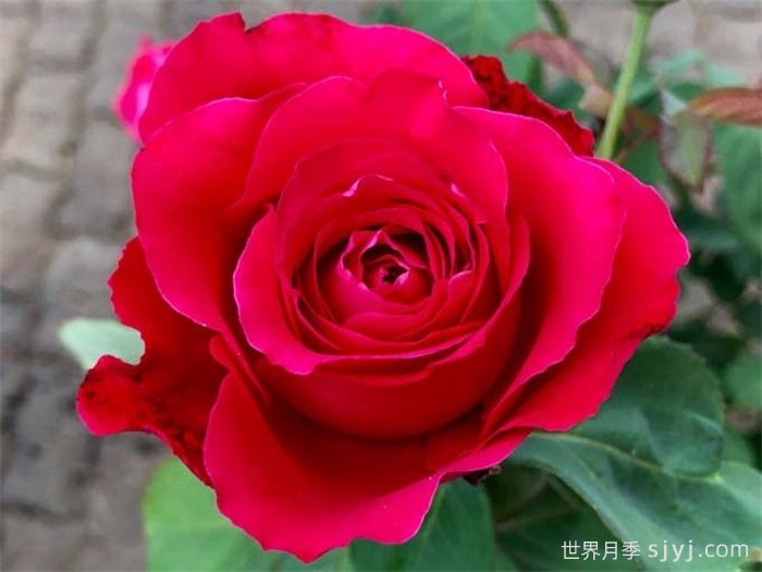 猩红欢腾月季/猩红妖精月季Scarlet Ovation(图1)