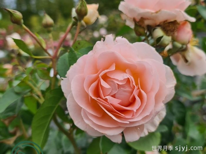 星星公主月季Royal Estelle(图1)