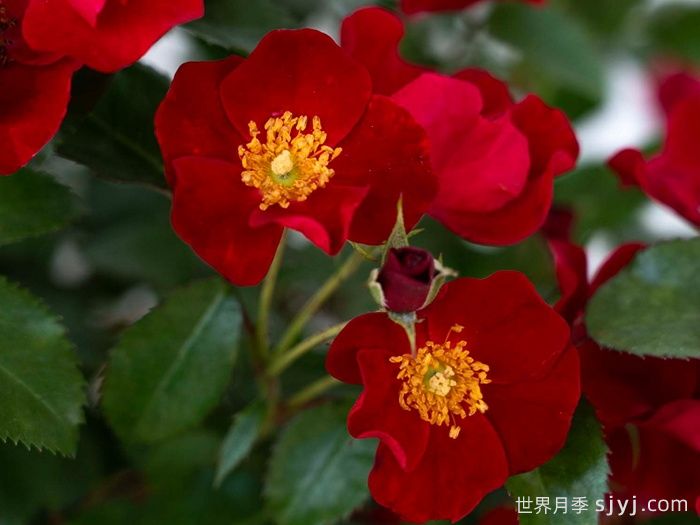猩红漂流月季Scarlet Drift(图1)