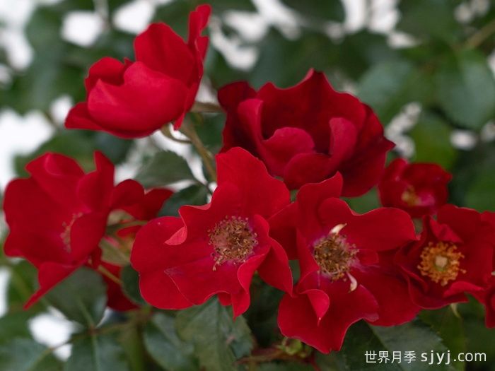 猩红漂流月季Scarlet Drift(图2)