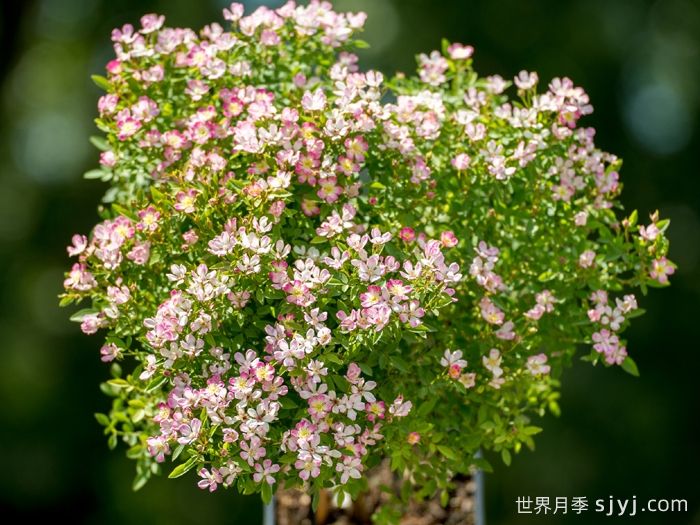 杏花雨月季(超微)(图2)