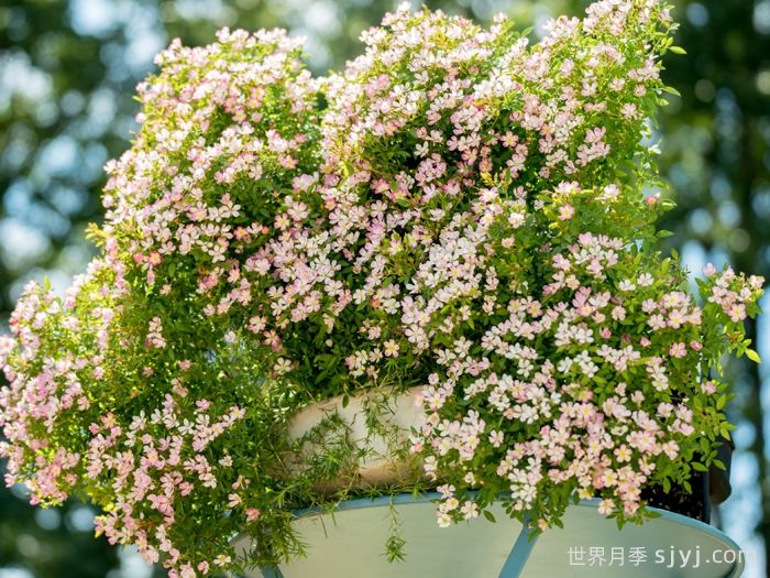 杏花雨月季(超微)(图3)