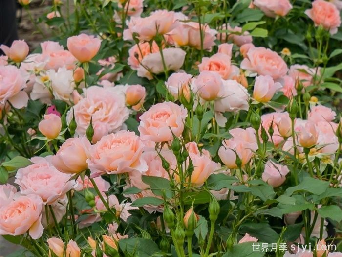 杏让月季(图3)
