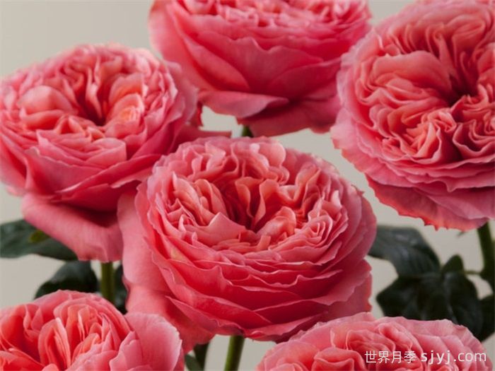 糖果激情月季/糖果印象Candy X-Pression(图2)