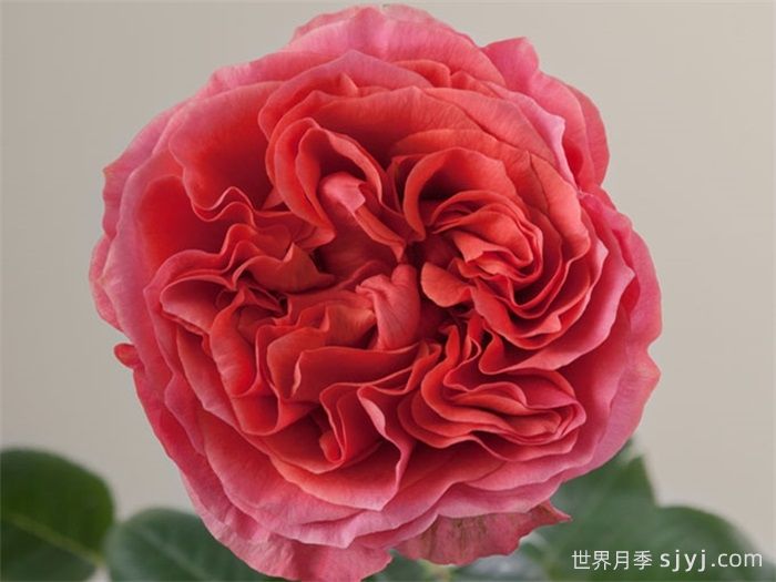 黑暗激情月季/黑暗爆炸Dark X-pression(图3)