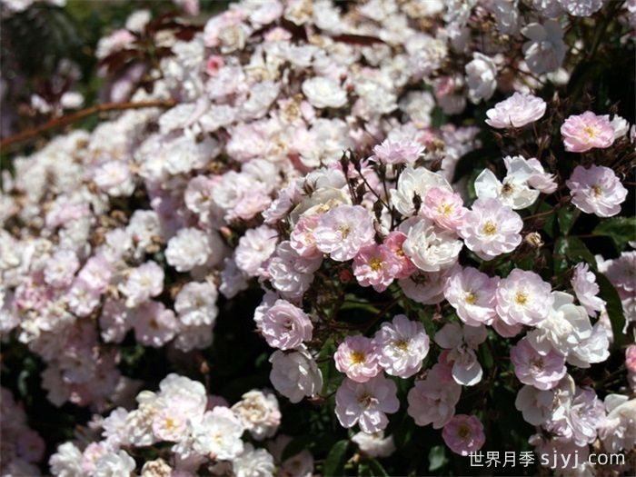 漂亮的花边月季/梅赫伦花边Dentelle de Malines(图4) 漂亮的花边月季/梅赫伦花边Dentelle de Malines(图4)