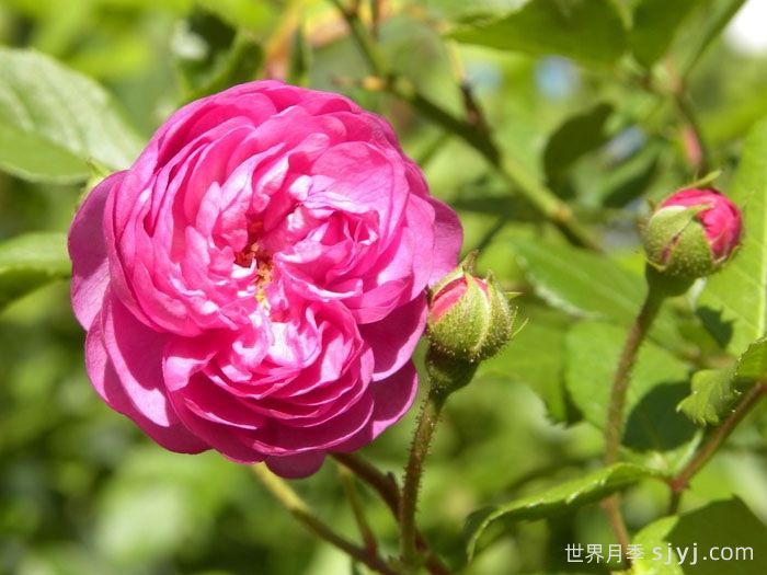 葡萄园之歌月季Vineyard Song(图2)