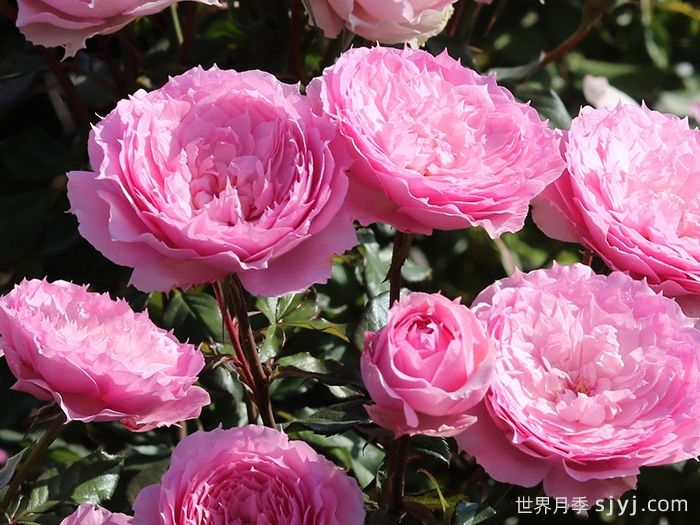 溶溶月月季(图3)