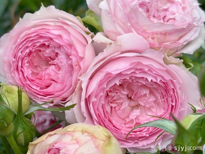 溶溶月月季(图5)