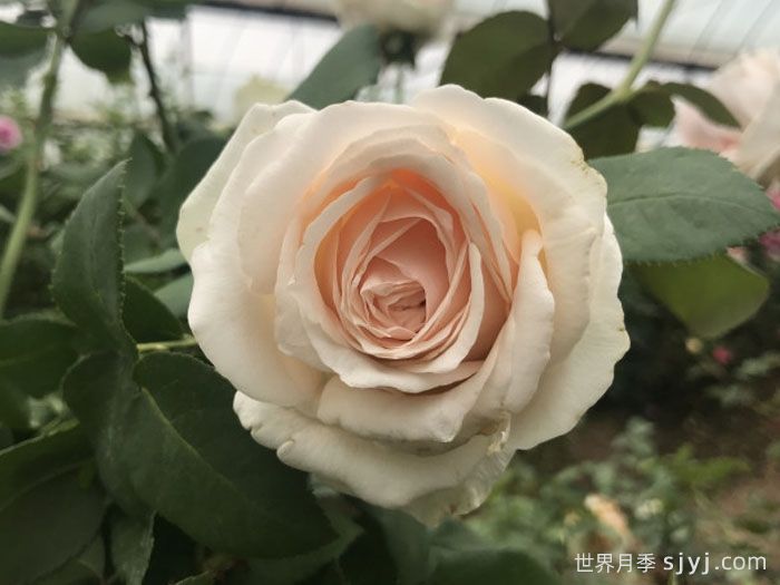 乳酪蛋糕月季(图1)