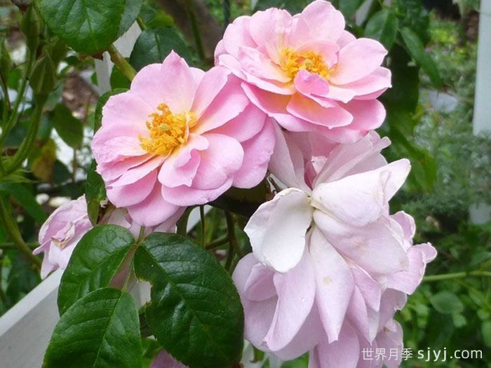 芮妮月季Renae(图2)