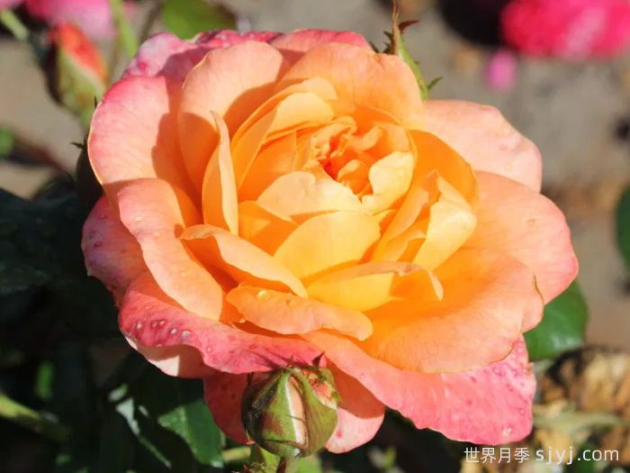 撒玛利亚月季/撒马利亚Samaritan(图1)