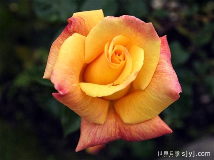 萨特黄金月季/苏丹黄金Sutters Gold(图2)