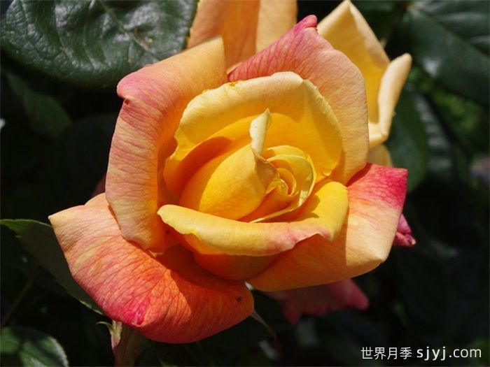 萨特黄金月季/苏丹黄金Sutters Gold(图3)