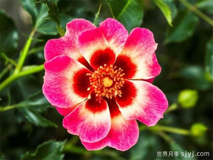 腮红巴比伦眼睛月季Blushing Babylon Eyes(图1)