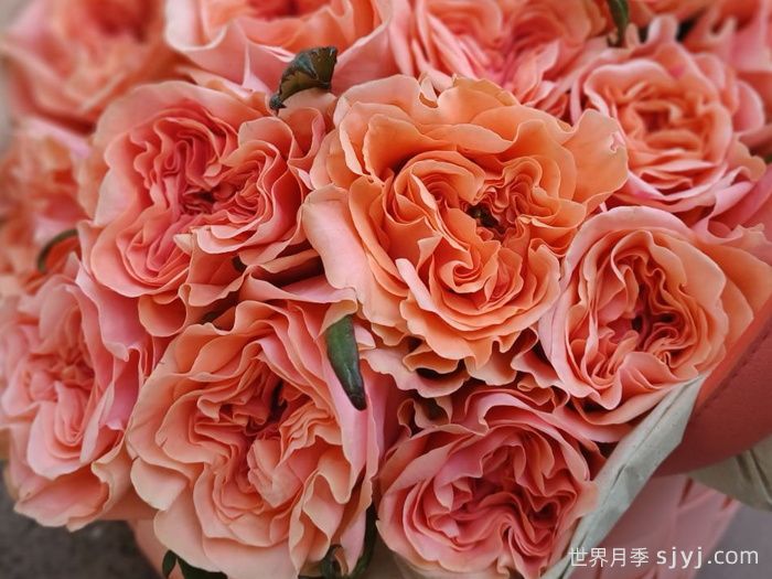 腮红丽娃月季/腮红瑞瓦Blushing Reeva(图1)