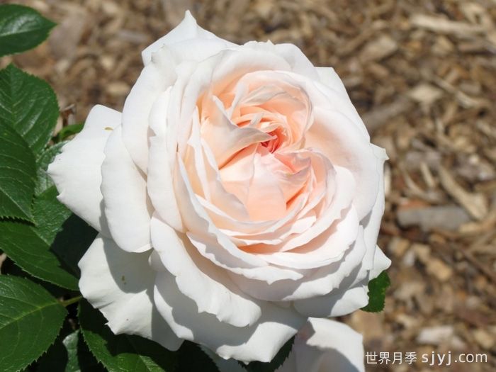 腮红门廊月季/腮红花环月季Blush Veranda(图1)