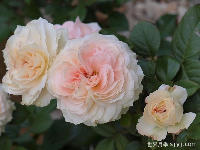 腮红门廊月季/腮红花环月季Blush Veranda(图2)