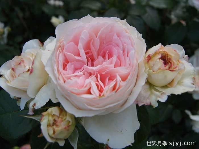 腮红门廊月季/腮红花环月季Blush Veranda(图3)