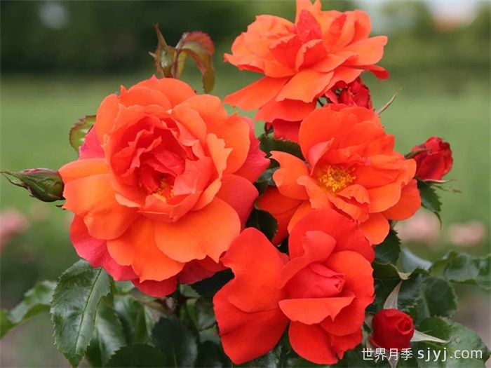 塞拉夫人月季/贾布鲁尼月季Jabulani(图1) 塞拉夫人月季/贾布鲁尼月季Jabulani(图1)