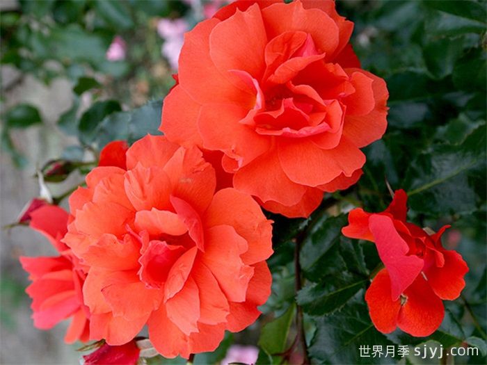 塞拉夫人月季/贾布鲁尼月季Jabulani(图2) 塞拉夫人月季/贾布鲁尼月季Jabulani(图2)