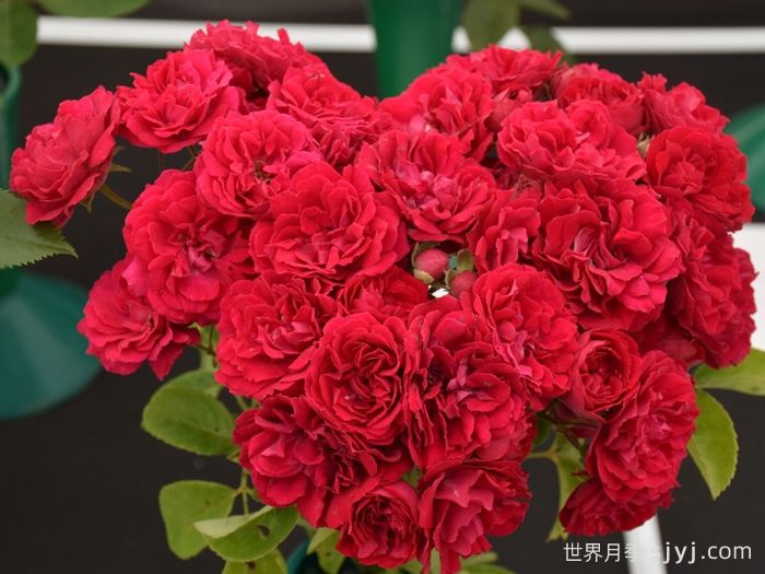 塞维蔡斯月季/切维蔡斯Chevy Chase(图2)