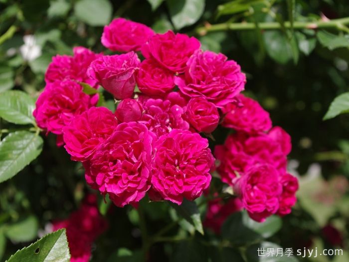 塞维蔡斯月季/切维蔡斯Chevy Chase(图3)